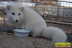 �ֺ���ĺ�����ֳ�¸���