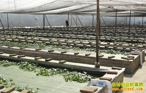 ��ֳ�¸���Ŀ����������ʦ����ˮ���¸�