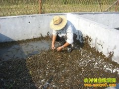 ˮ����ֳ׬Ǯ���ֳ�ѧϰˮ����ֳ����