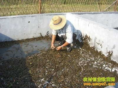 ��ֳ�¸���Ŀ���ֳ�ѧϰˮ����ֳ����