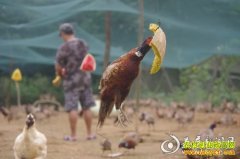 [ÿ��ũ��]��������ʳ��ɽ��Ч���