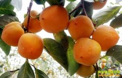 [ÿ��ũ��]��ժ�����ֳԵ���������