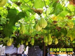 ��ֲ��Ŀ��������ֹ� ������ǧԪ