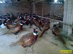 ���ϻ����ΰ�����ֳ�߲�ɽ��������20����