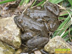 �������Ҷ���ǿͶ��ǧ����ʯ����������¸�