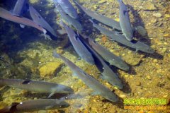 �Ĵ�«ɽ����������ˮ����ֳ��ҵ�¸�����