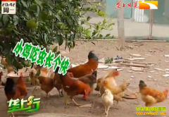 ��ֳ�¸��������Ʒ۳��������������׬Ǯ