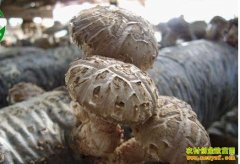 [ÿ��ũ��]�������㹽׬Ǯ��