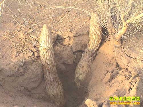 ɳĮ�˲�������ͼƬ