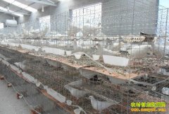 今年养鸽子赚钱吗:鸽子价格上涨明显 养鸽效益升温