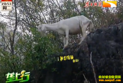 ��ֳ�¸���������ï��ɽ������������