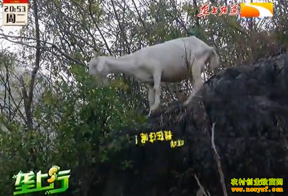 ��ֳ�¸��ð�������ï��ɽ������������