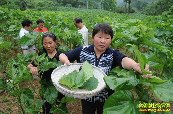 ���������������¸�