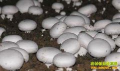 ɽ��Т����͵�˫�߹���ֲ�¸���