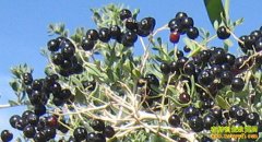 ũ���¸������������ֲ����轺�׬Ǯ