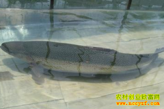 [�Ƽ�Է]ס�ڴ������������