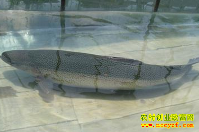 三文鱼养殖图片