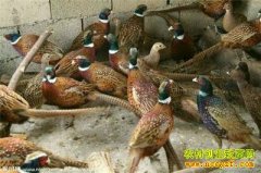 [�����е�]�½���̨�ؿ�������ֻΪ��ɽ��