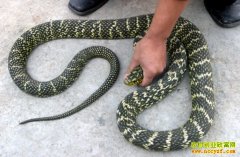 [ÿ��ũ��]ͷ���������ֵĴ�������ֳ��Ч��