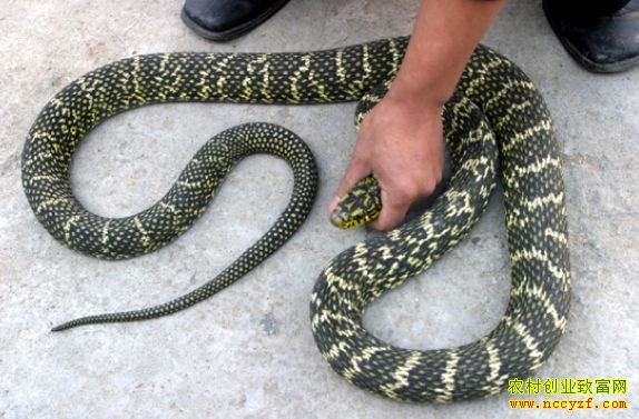 ��������ֳ��ͼƬ