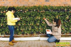 [ũ�����]���Һ�ǽ�ֲ�ݮ������Ƶ