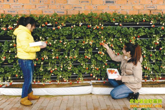 ���Һ�ǽ�ֲ�ݮ������Ƶ