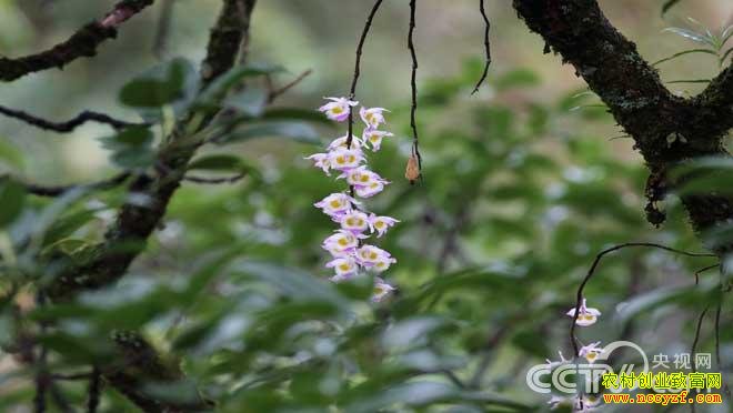 ������ֲ��Ƥʯ�����֡��ɲݡ�ʯ����������������