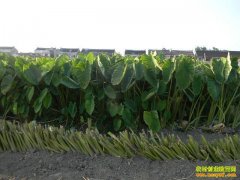 [�����е�]��ֲ�ӹ�������ɳ�������֮��