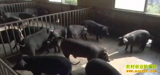 ������ͼƬ