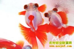 ������ֳ�¸���������ֳ��޽����׬Ǯ