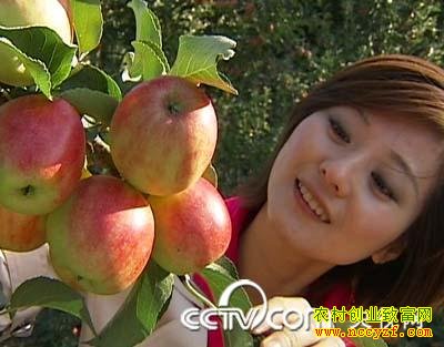 ��ƻ��׬Ǯ��