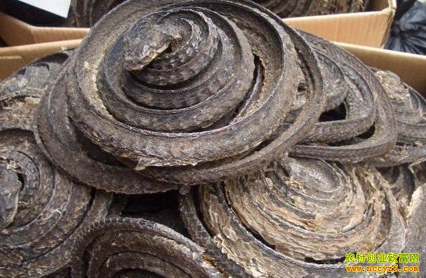 ������ͼƬ