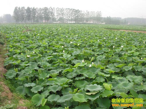 �����¸���Ŀ��ź������Ķ���������Ԫ