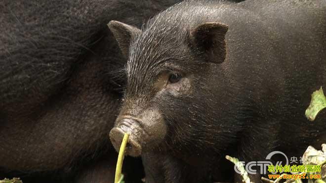 ������˫������������ֳС�����¸�����Ƶ