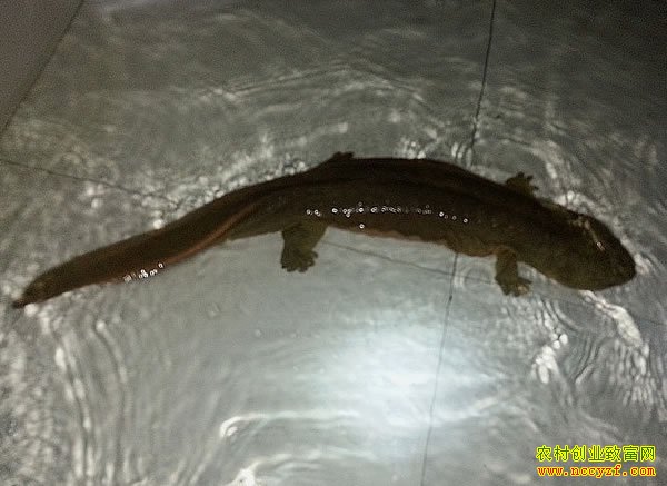 ũ���¸���Ŀ�����������׬Ǯ��