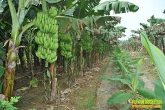 [�Ƽ�Է]�㽶��ֲ���������㽶����