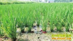 ũ���¸���Ŀ��������Ϻ׬��Ǯ