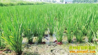 ũ���¸���Ŀ��������Ϻ ��������׬��Ǯ