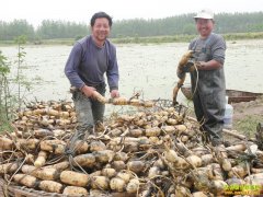 [�����е�]Ķ������Ԫ����ź��������