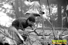 ����ǭ��������ֲ��ź��׬10��Ԫ