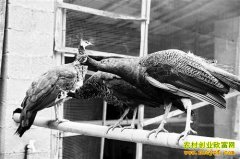 ��ȸ��ֳ�¸���̷������ֳ����ȸ��׬Ǯ