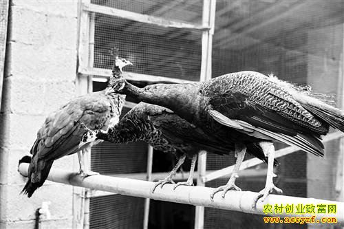 ̷��������Ŀ�ȸ