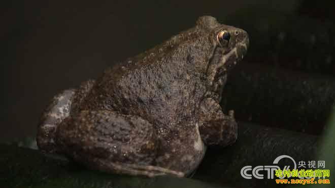 �¸�������ɽ��ܲƸ�