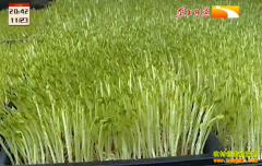 ��ֲ�¸���Ŀ��ѿ����ֵú�������