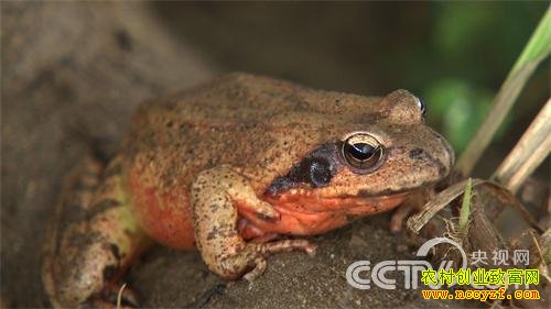 ������ܴ�ҵ�¸�����Ƶ