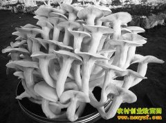 ��ֲ��Ŀ����ֲ����ʳ�þ�����Ǯ;