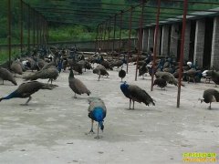 ��ȸ����������ȸ����������