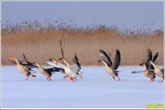 [ÿ��ũ��]����۶�����ĺ���Ƹ�