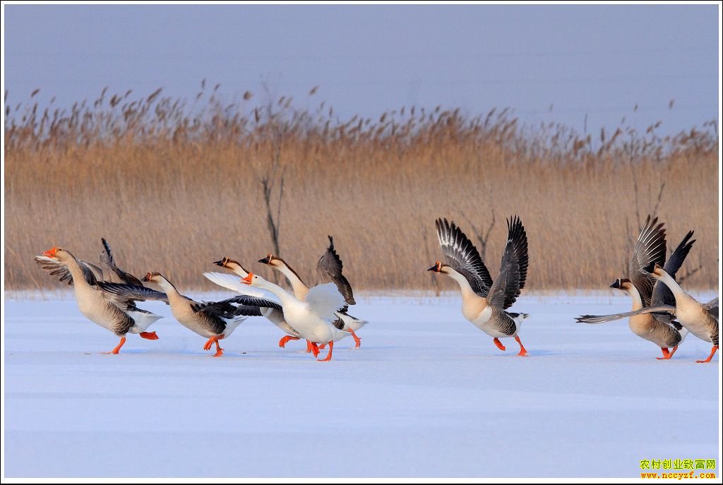 [ÿ��ũ��]����۶�����ĺ���Ƹ�