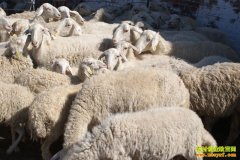 [�Ƽ�Է]����С�����ܶ�׬Ǯ